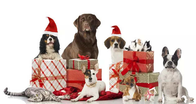 Holiday Dangers For Your Pet, What to Keep Them Away From