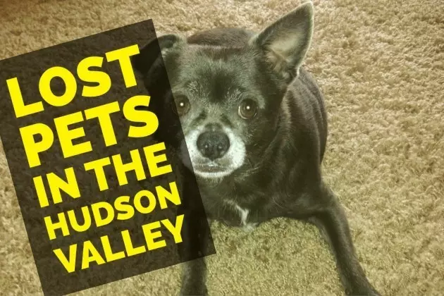 Help Find These Lost Hudson Valley Pets in 2017