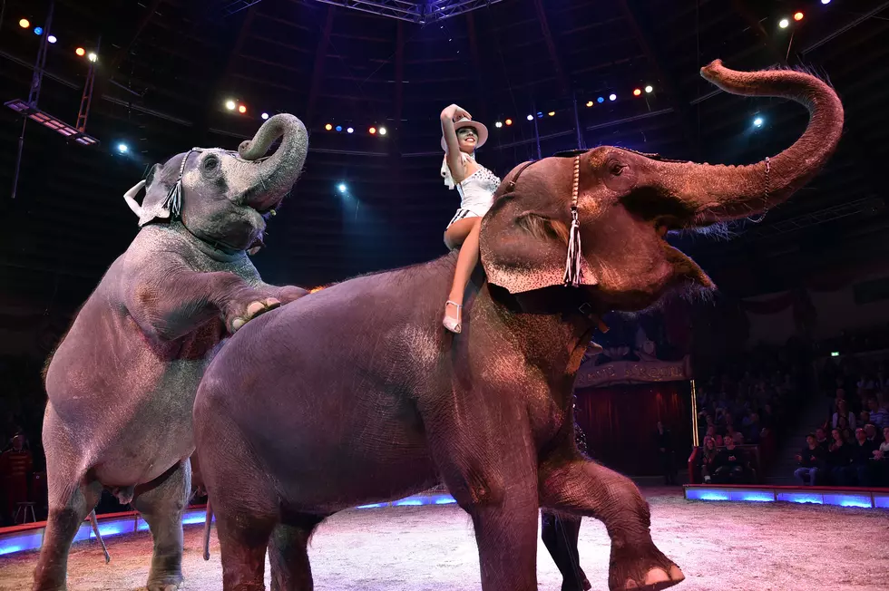 New York Might Ban Use of Elephants In Entertainment