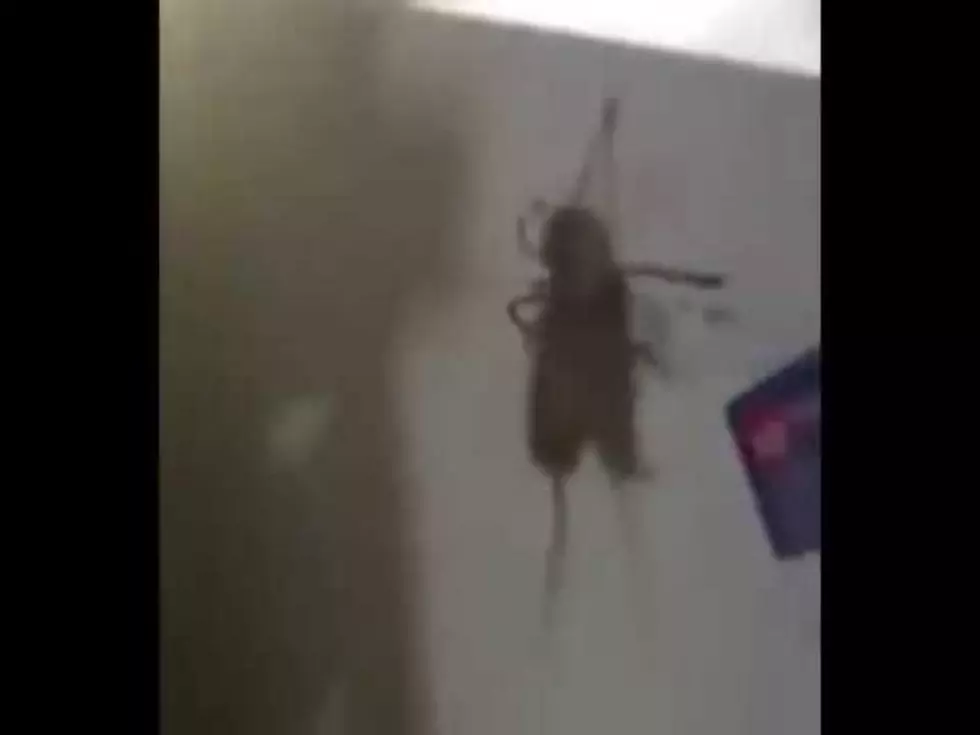 Spider Carrying Dead Mouse Up a Fridge Will Make Your Skin Crawl