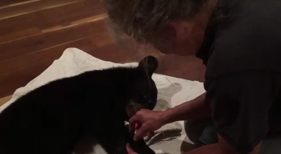 Orphaned Bear Cub Needs Help Recovering From Injuries
