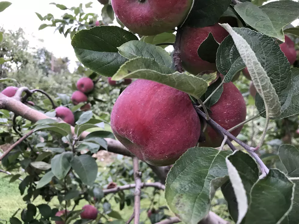 How to Pick an Apple (Yes, There’s a Special Technique)