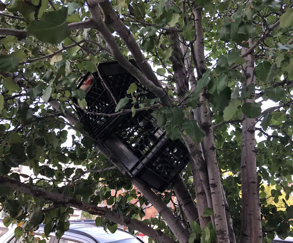 Why are There Baskets in Trees in Downtown Newburgh?
