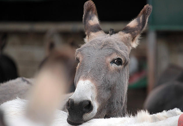 Hudson Valley Pregnant Donkey Cam Goes Live