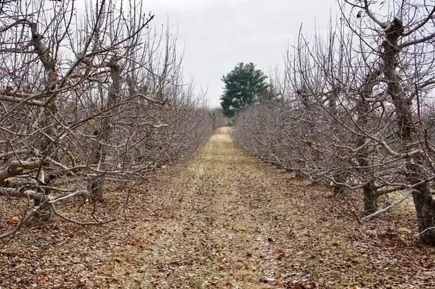 Feature Horror Film Seeks Hudson Valley Orchard