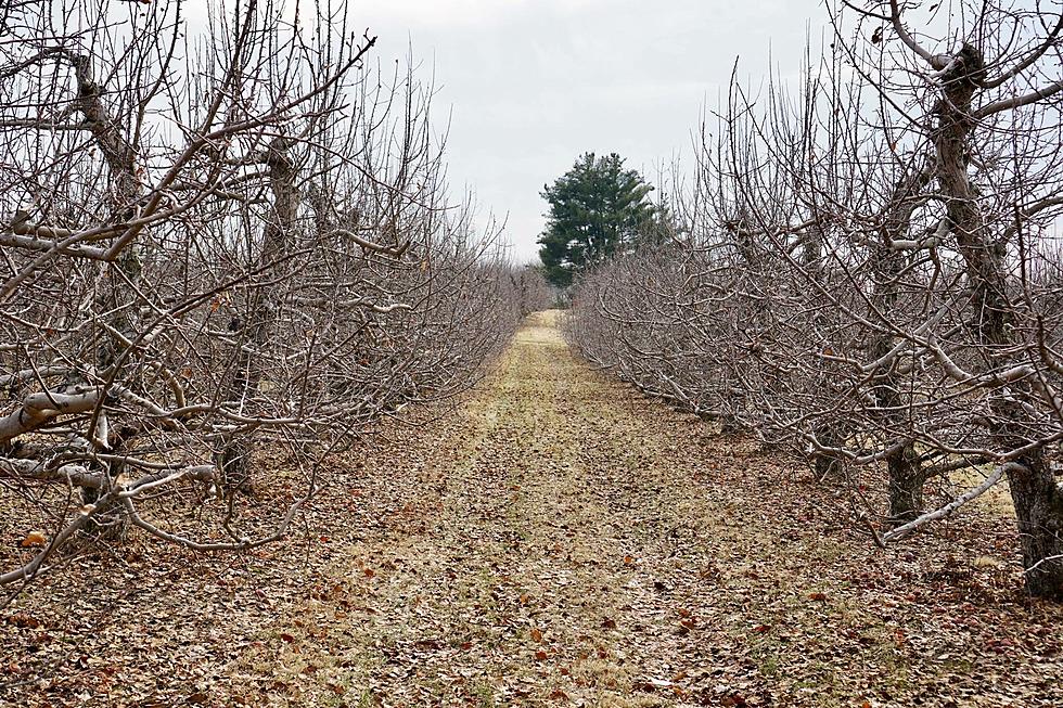 Feature Horror Film Seeks Hudson Valley Orchard