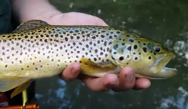 Catching Fish In The Wappingers Creek With Hand-made Flies