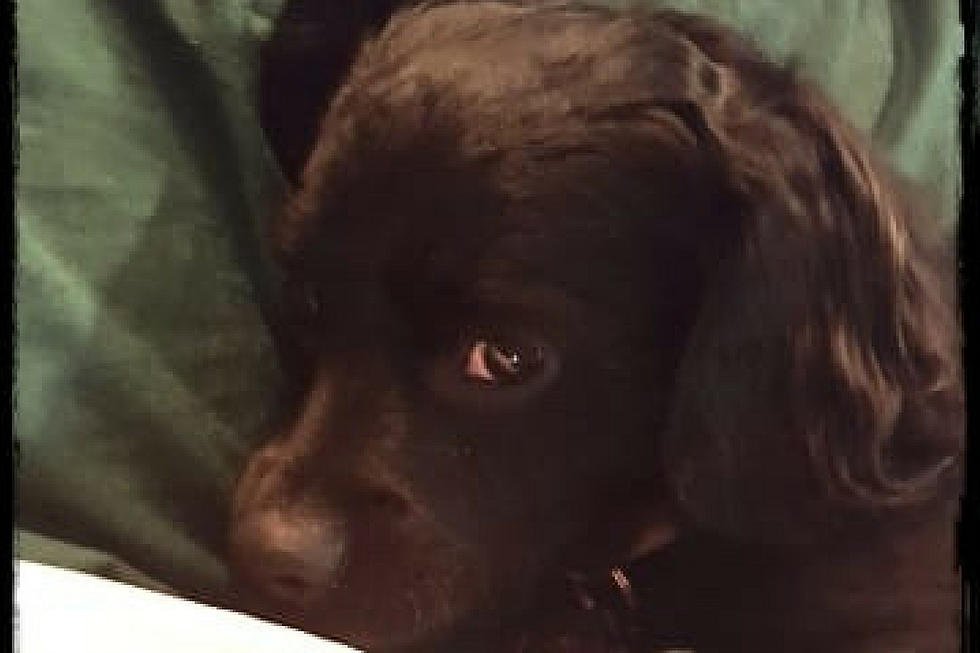 Hudson Valley Dog "Bark Vader" Reacts To His First Bark Box