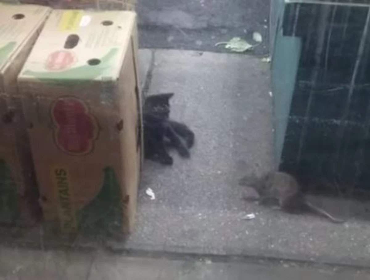 Watch Giant Rat Takes On Cat In Nyc