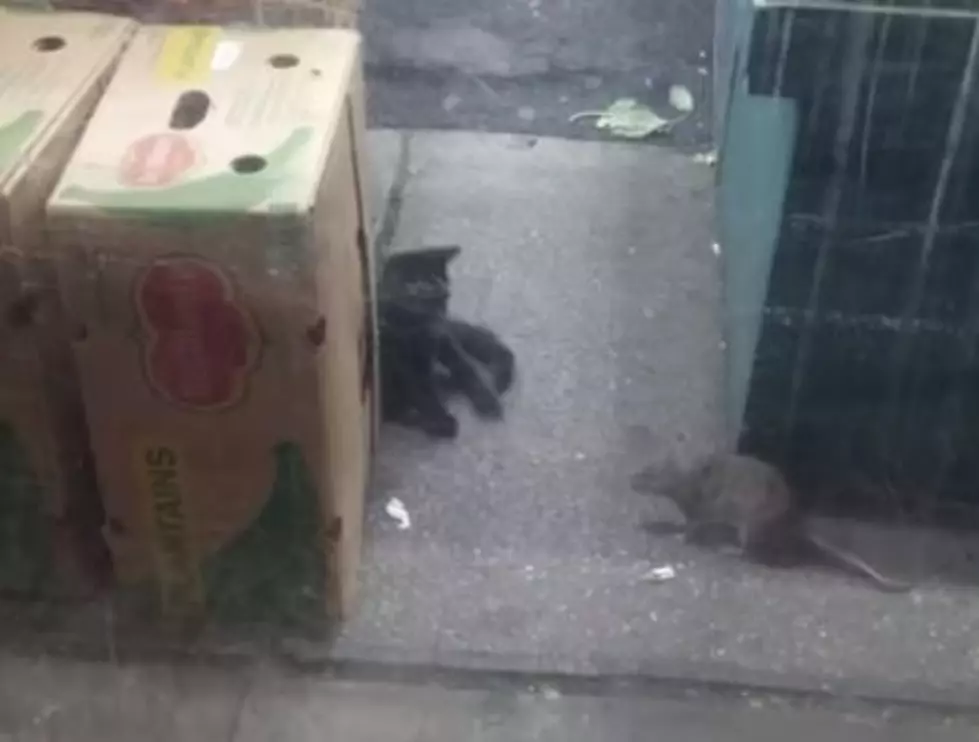 [WATCH] Giant Rat Takes on Cat in NYC