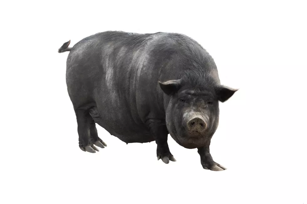 black pot belly pig