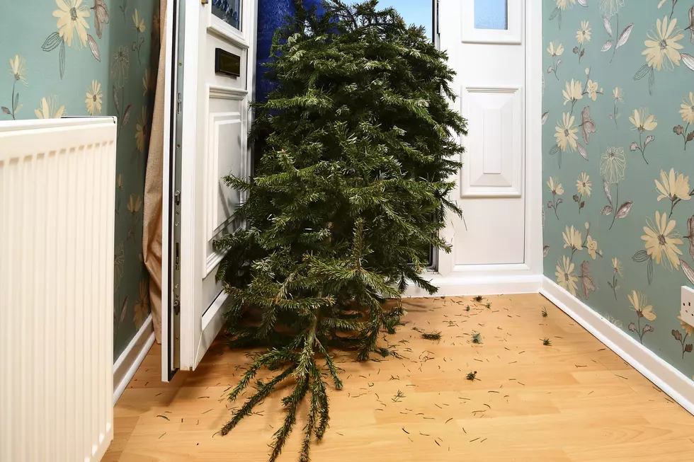 Recycle Your Christmas Tree? How & Where