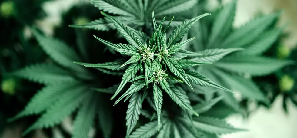 Which Hudson Valley Counties Will Pass On Marijuana?
