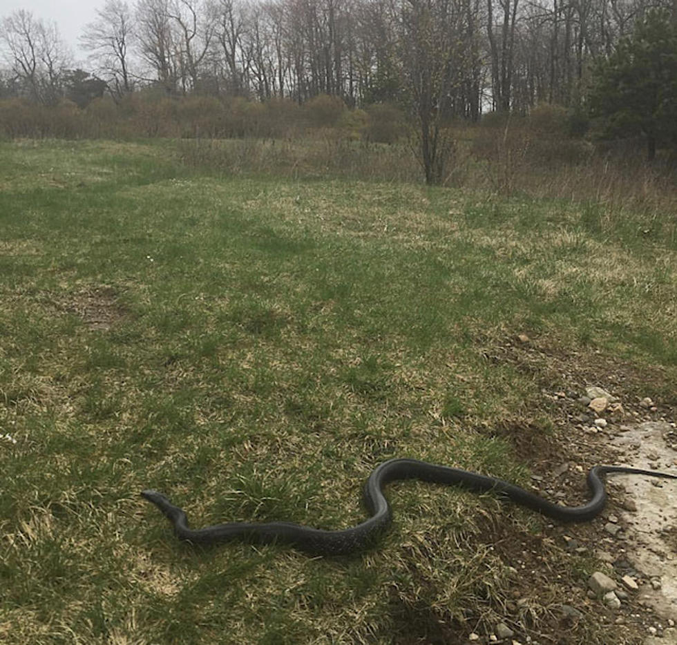 These Huge Snakes Are Native to the Hudson Valley