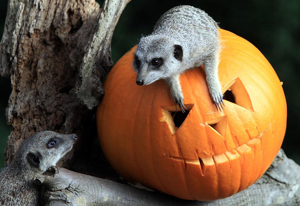 Annual Great Pumpkin Run To Take Place in Kerhonksen