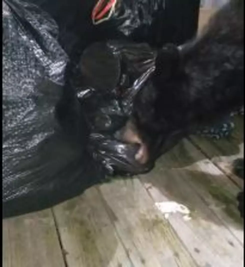 HV Man Bravely Defends His Garbage From a Black Bear