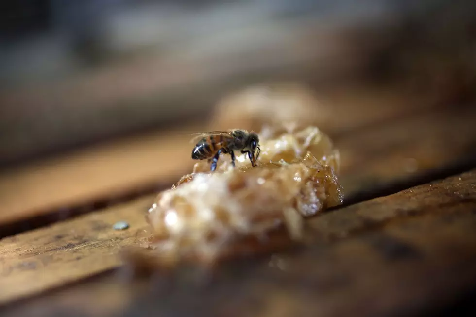 Hudson Valley Honey Being Celebrated in September