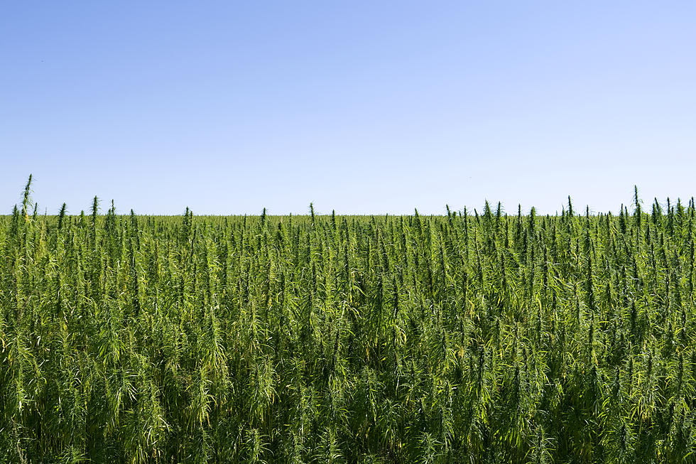Controversy  Over Hudson Valley Hemp Farm Continues
