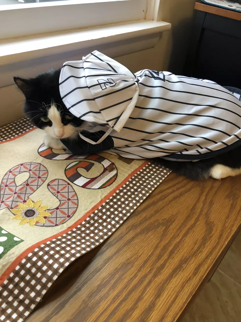 Guilty As Charged: I Dressed Up the Cat for Halloween