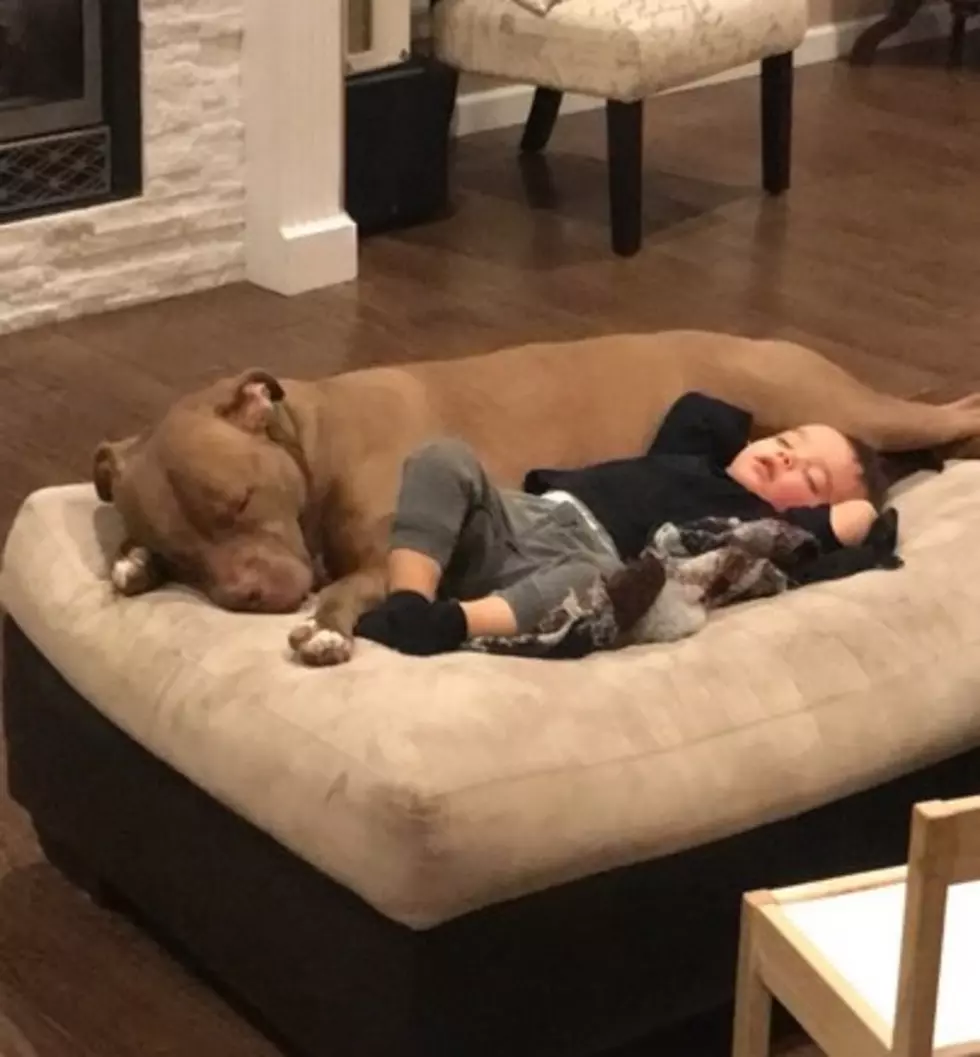 Sick Hudson Valley Boy Goes Viral Snuggling His Pit Bull