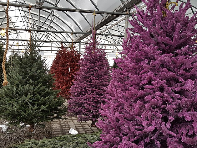Hudson Valley Nursery Offering Colored Christmas Trees