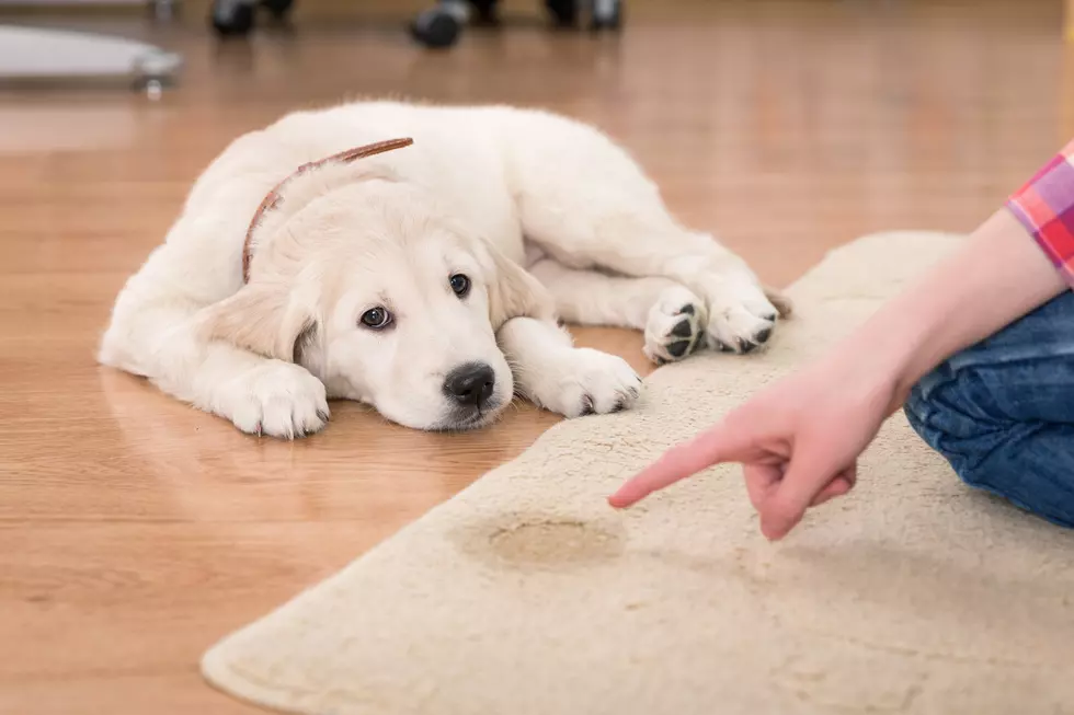 Woman Swaps Her Urine For Her Dogs in Drug Test