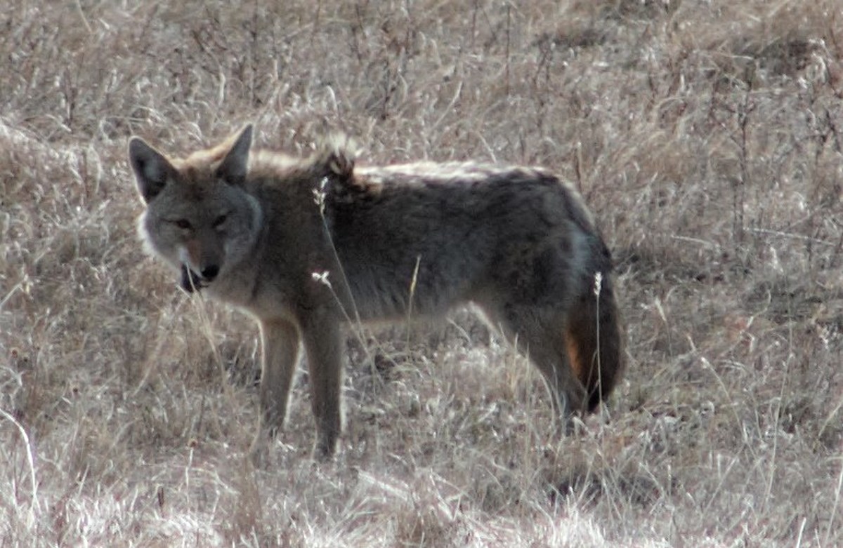 RS36309 Coyote Standing