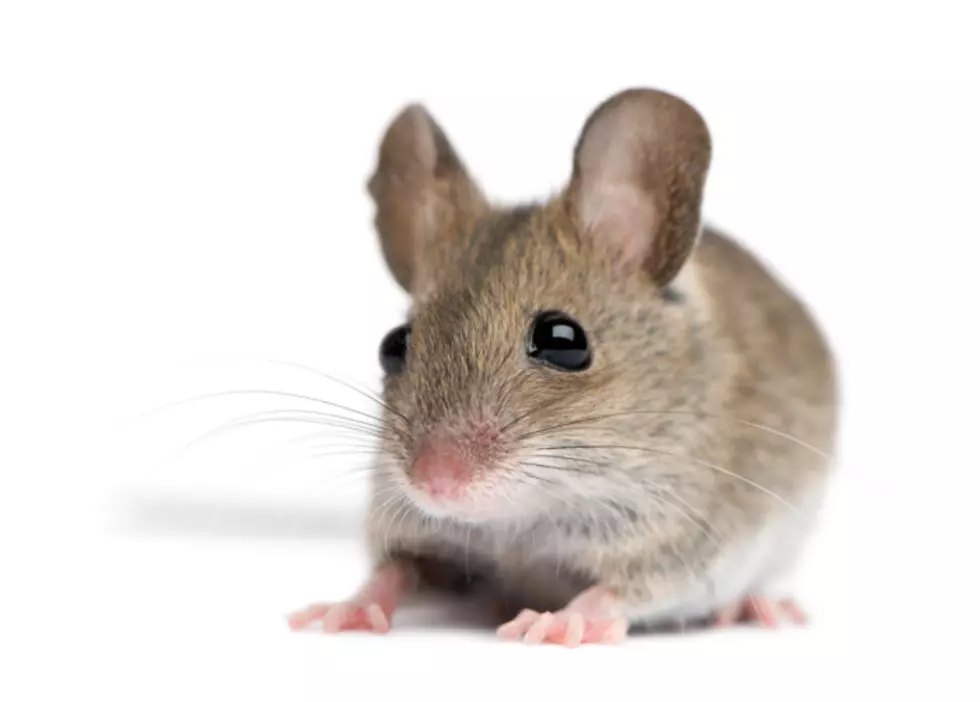 Hudson Valley Homeowners: Master Spring Mouse Control with These Tips!