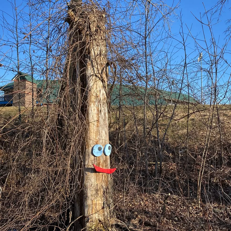 Creepy Tree Faces Arrive in Dutchess County