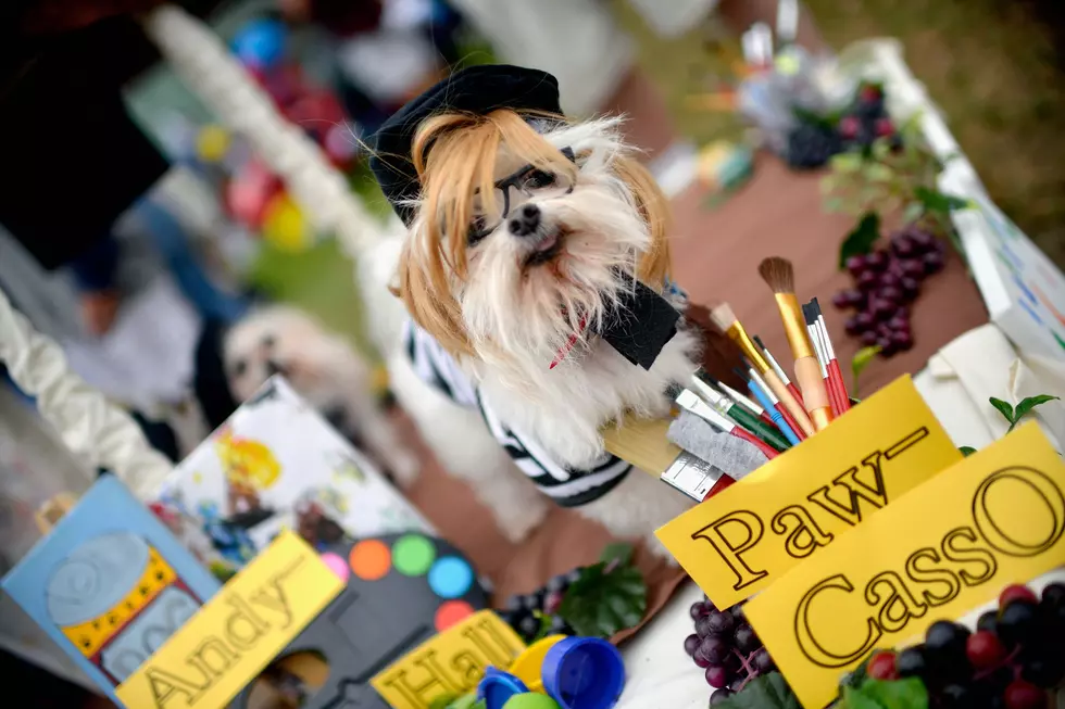 Adoptable Pups Take to the Canvas to Create a Furry Art Exhibit