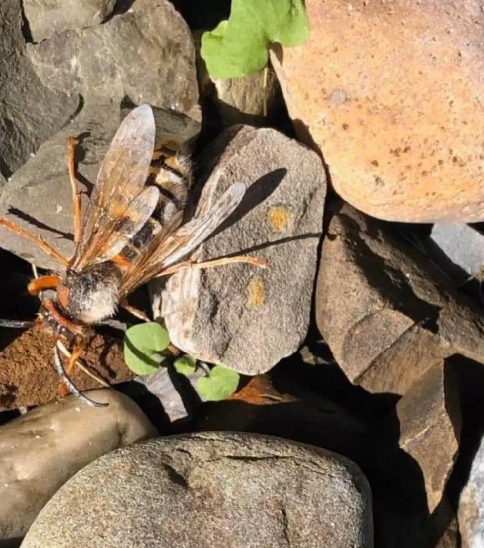 Forget the Asian Murder Hornet, This Giant Bug Was Found in the HV