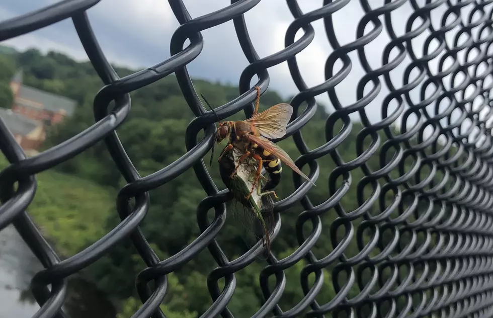 Hudson Valley Cicada Killer Caught In The Act