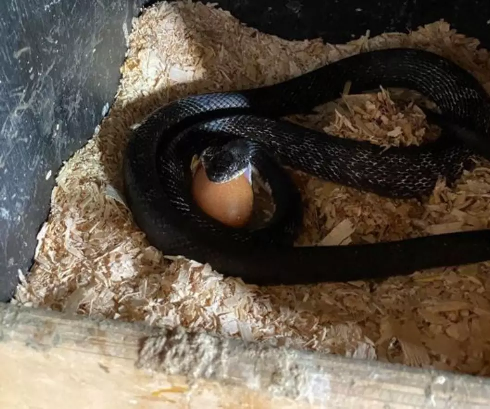 Photos Of Snake Attacking Eggs in Chicken Coop is Nightmare Fuel