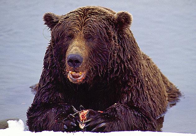 The Bears of Alaska (and Taylor) Need Your Help