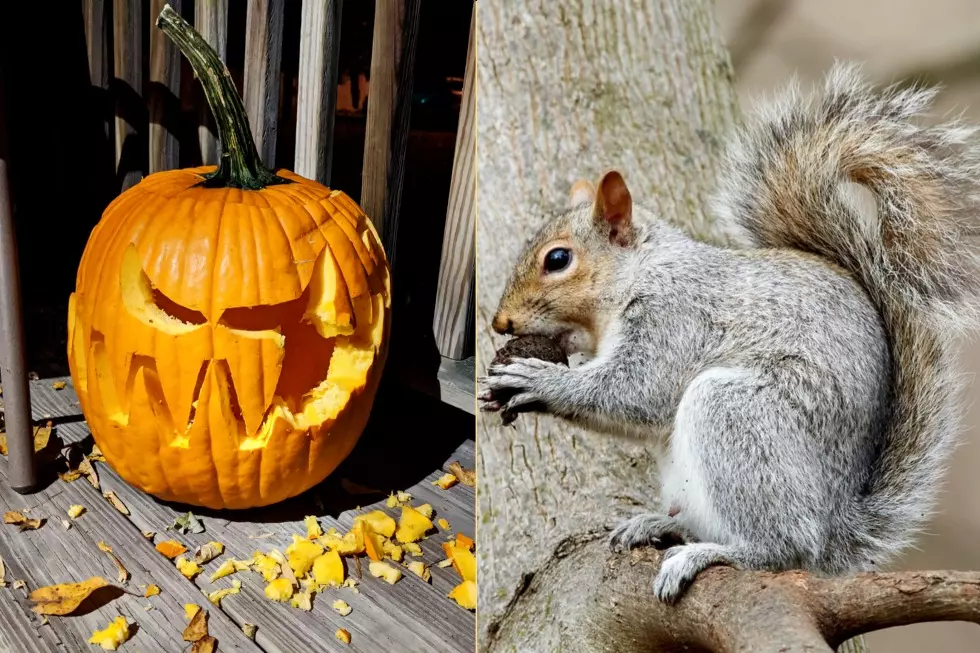 An Open Letter to the Squirrel That Ate My Pumpkin