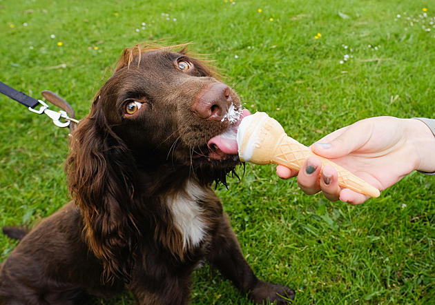Show Your Pup You Love Them With a Free Valentine&#8217;s Doggie Sundae