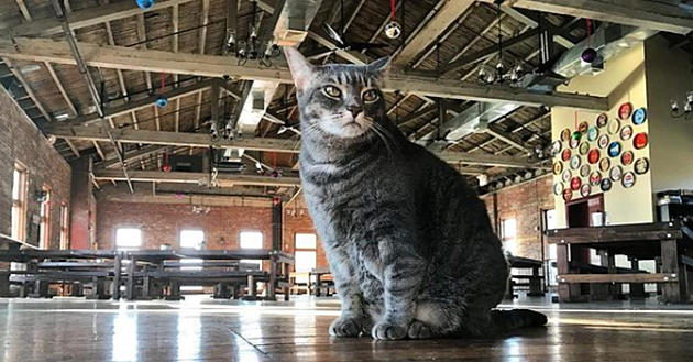 Beloved Cat at Newburgh Brewing Company Passes Away
