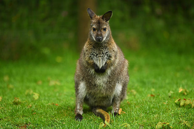 Wallaby on the Loose in the Hudson Valley