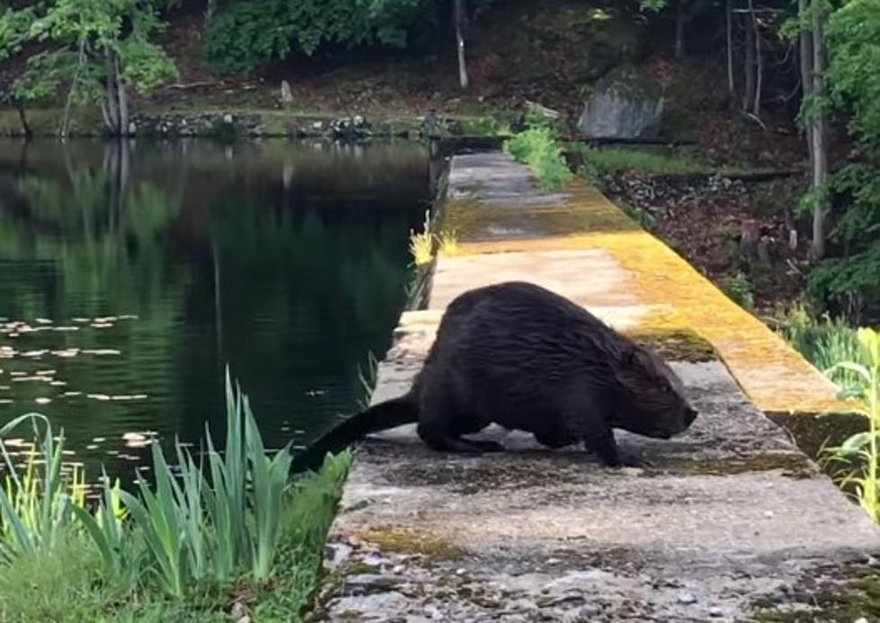 WATCH: Massive Creature Crawls Out of a Hudson Valley Reservoir