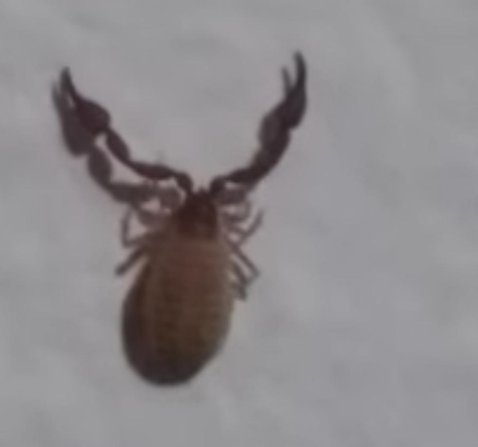 Are There Scorpions in the Hudson Valley? Check This Creepy Creature Out!