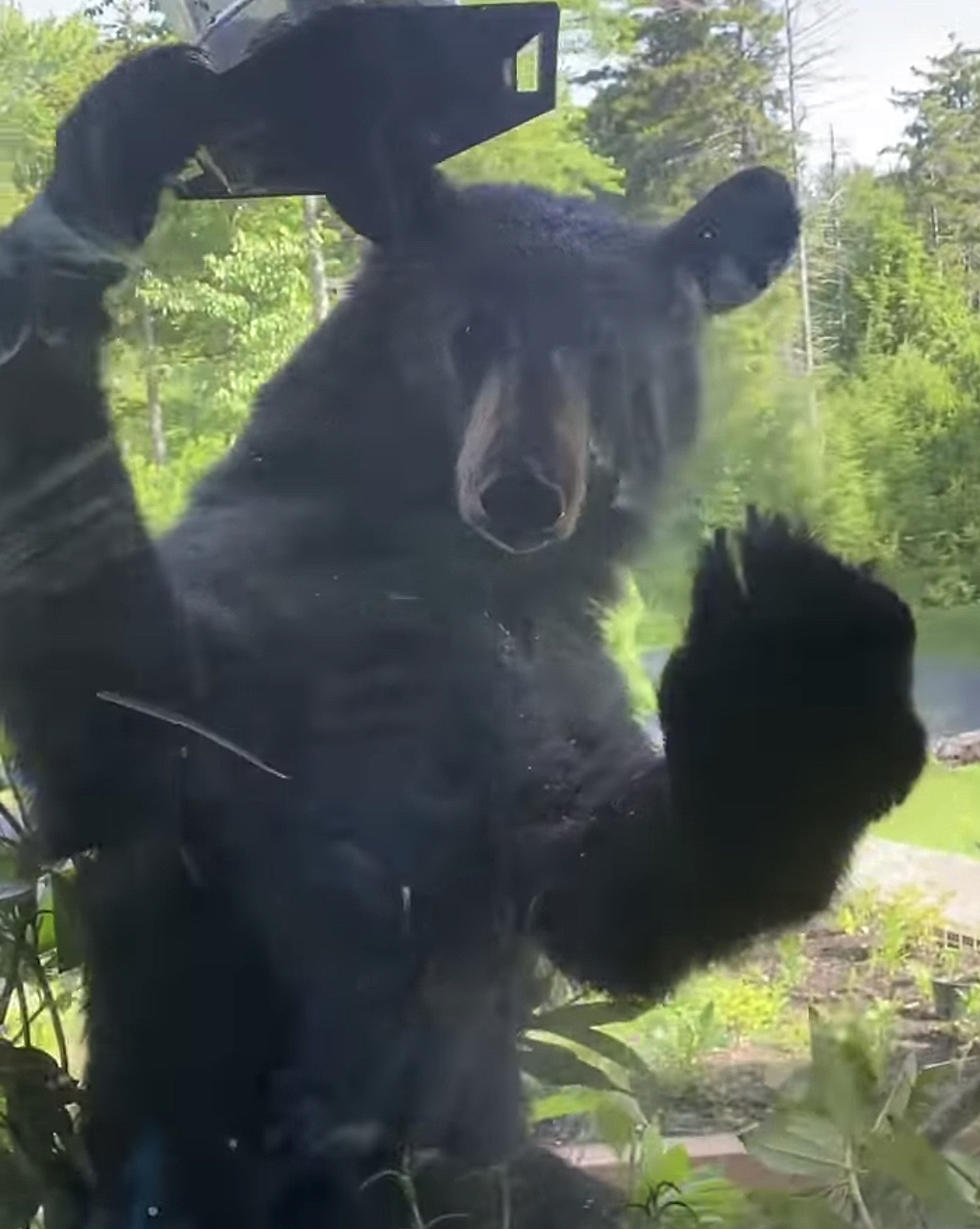 Chilling Video of Massive Bear Peeping Inside Tannersville Home