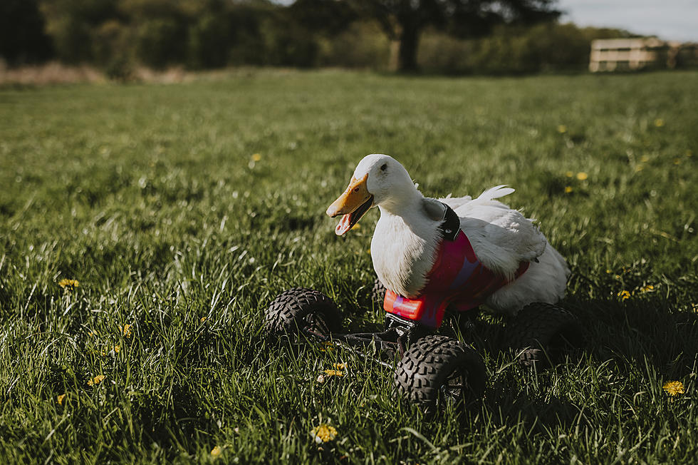 Woodstock Farm Sanctuary Gives Special Needs Duck Second Chance