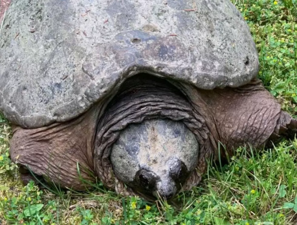 This Turtle in Ulster is Believed to be Almost 100 Years Old