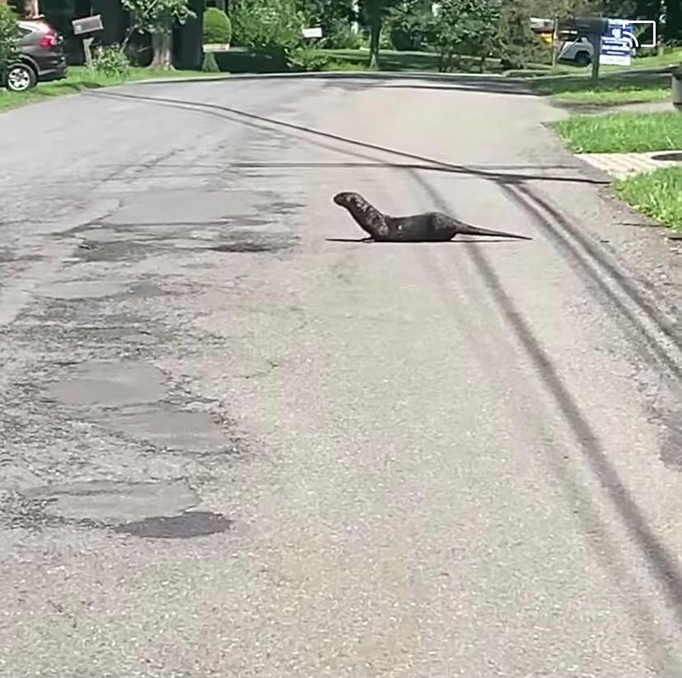 What Is This Critter Running Around the Streets of New Paltz?