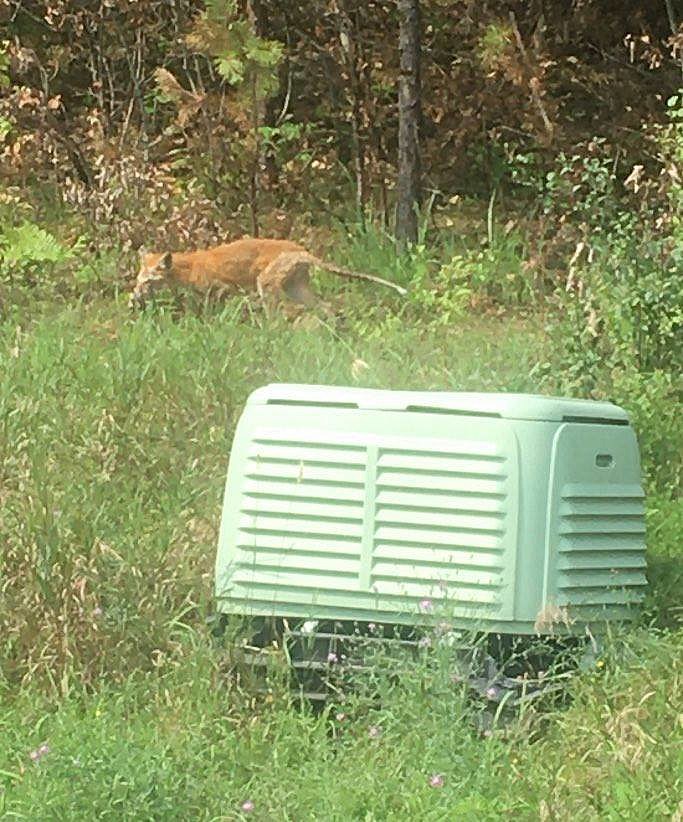 Hudson Valley Homeowner Needs Help Identifying Strange Creature