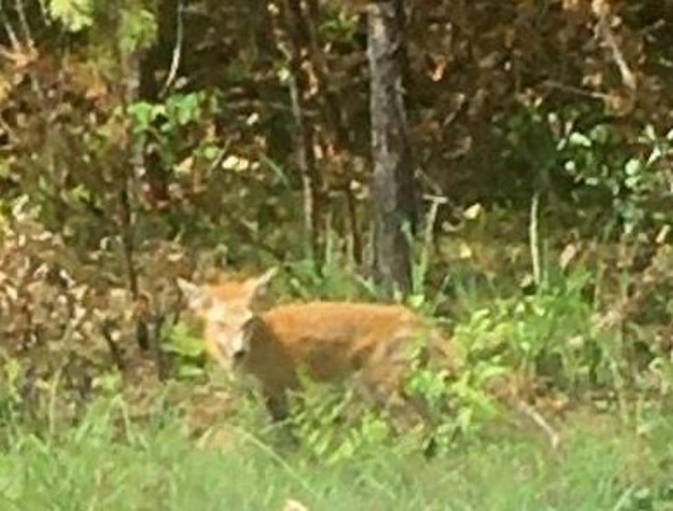 Hudson Valley Homeowner Needs Help Identifying Strange Creature