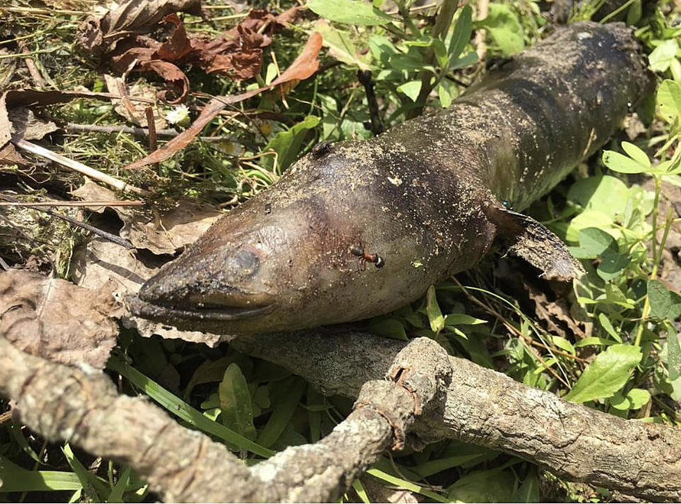 Weird Creature Found Off Shores of Hudson River Raises Questions