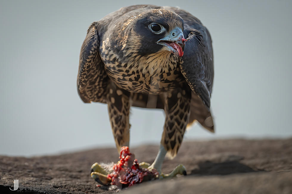 Do you need a licence for a Bird of Prey? - ExoticDirect