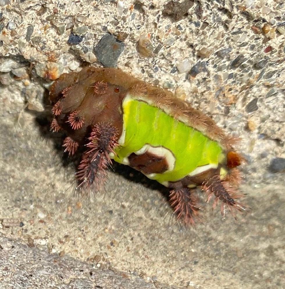 It Might Be Cute but Don’t Handle this Venomous HV Caterpillar