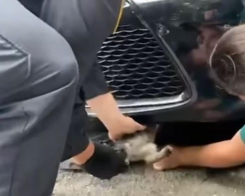 Hudson Valley Police Help Free Trapped Kitten from Car Motor
